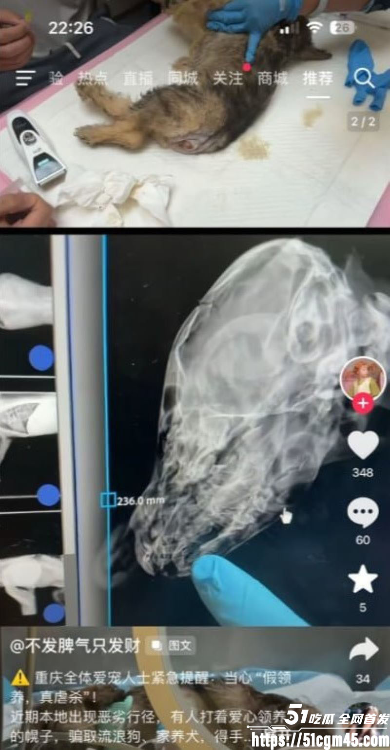 重庆山姆打包哥 李萌 领养小狗残忍虐杀致死 夫妻剪牙断尾骨折抛尸丧心病狂！